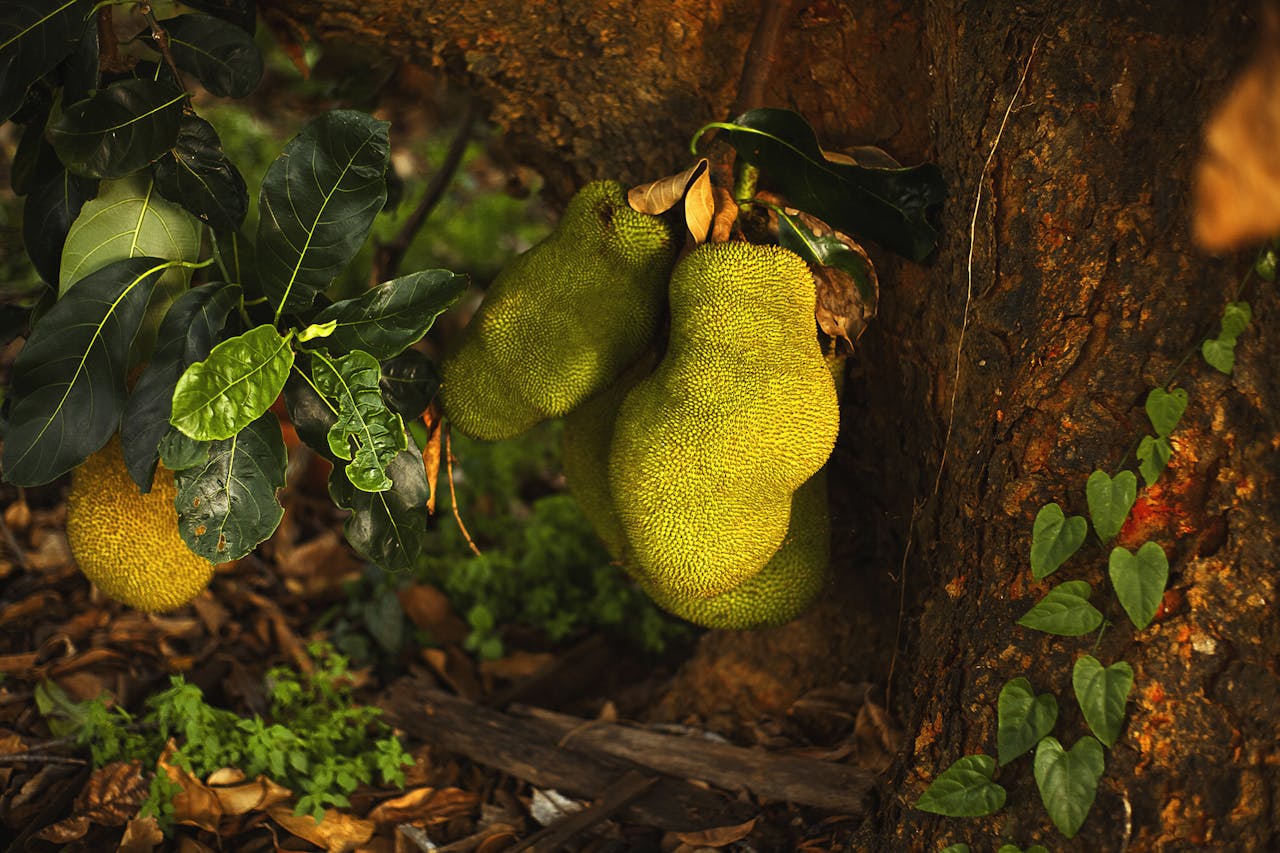 Manfaat Buah Cempedak Bagi Kesehatan